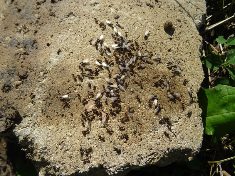 Lasius sp. (alate e non).....pi un ?